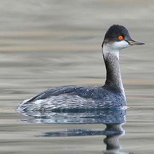 Black-necked Grebe